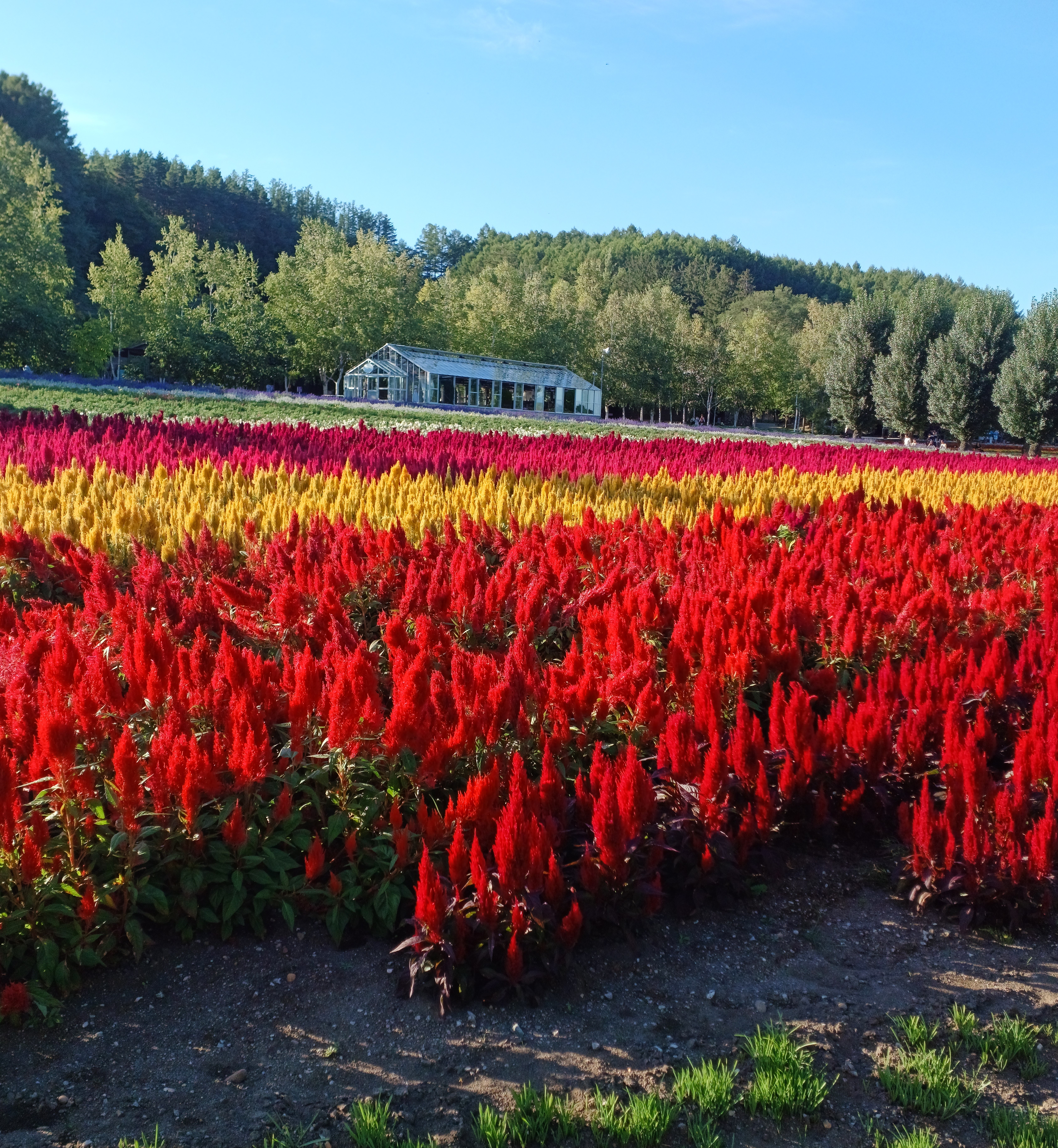 삿포로-비에이-투어-팜토미타-2