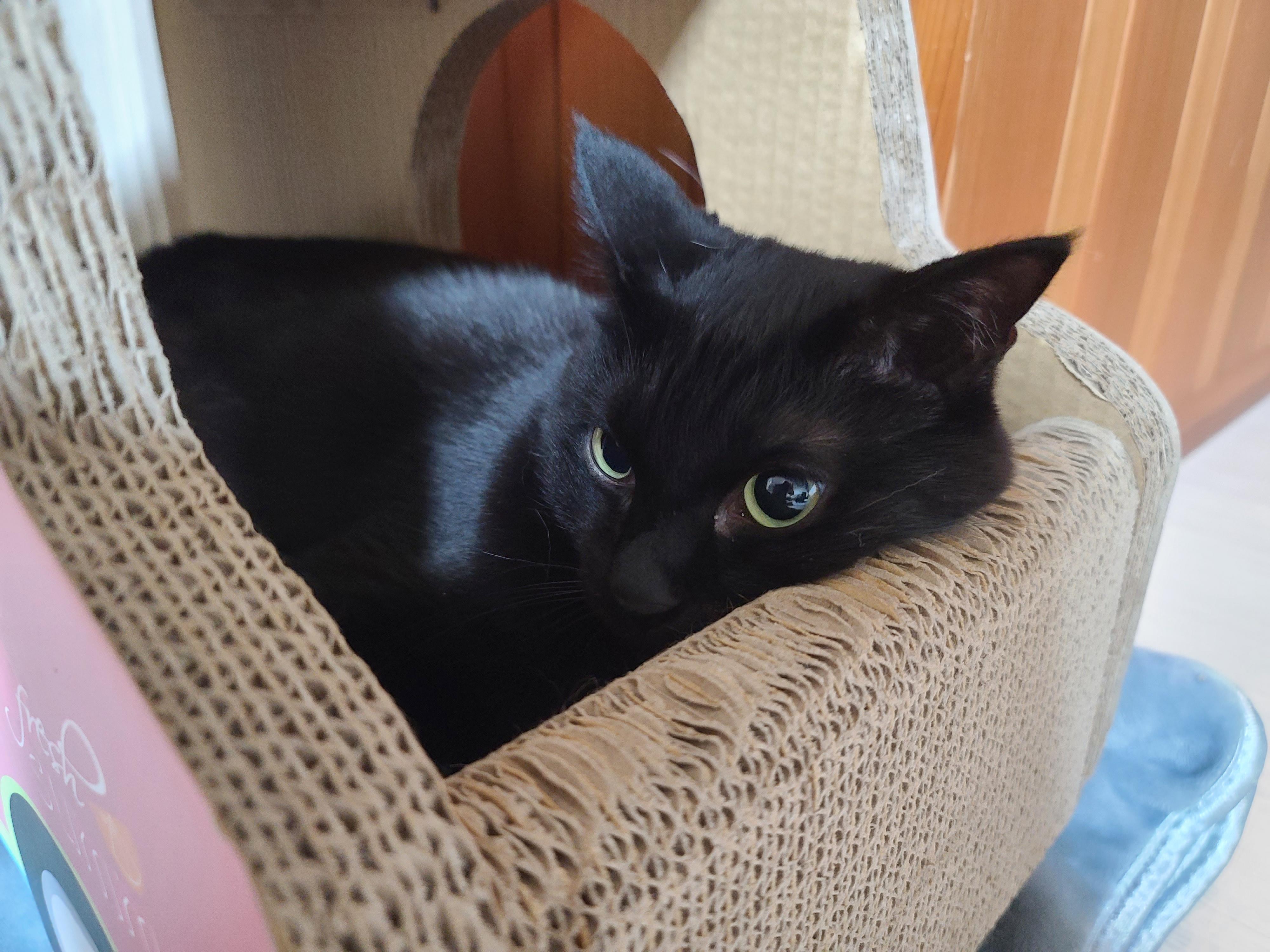 건이가 어딘가에 들어가 있는 사진 모음 (feat. 호야)