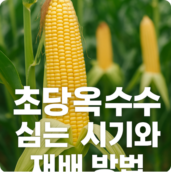 초당옥수수 수확 시기와 수확 요령