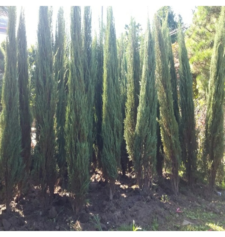 측백나무 종류와 가격