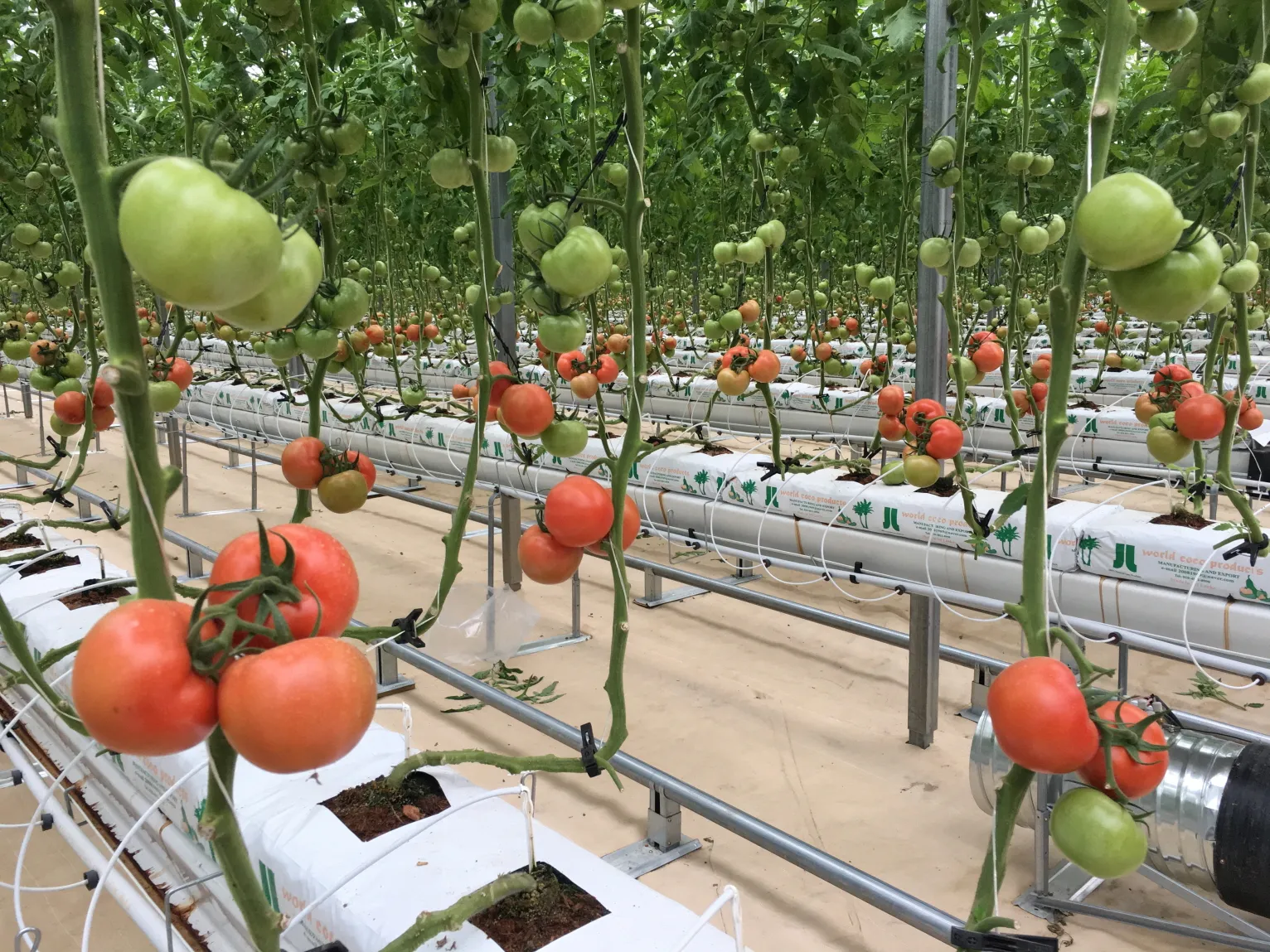 토마토 재배 지지대 설치 적심 유인 관리_4