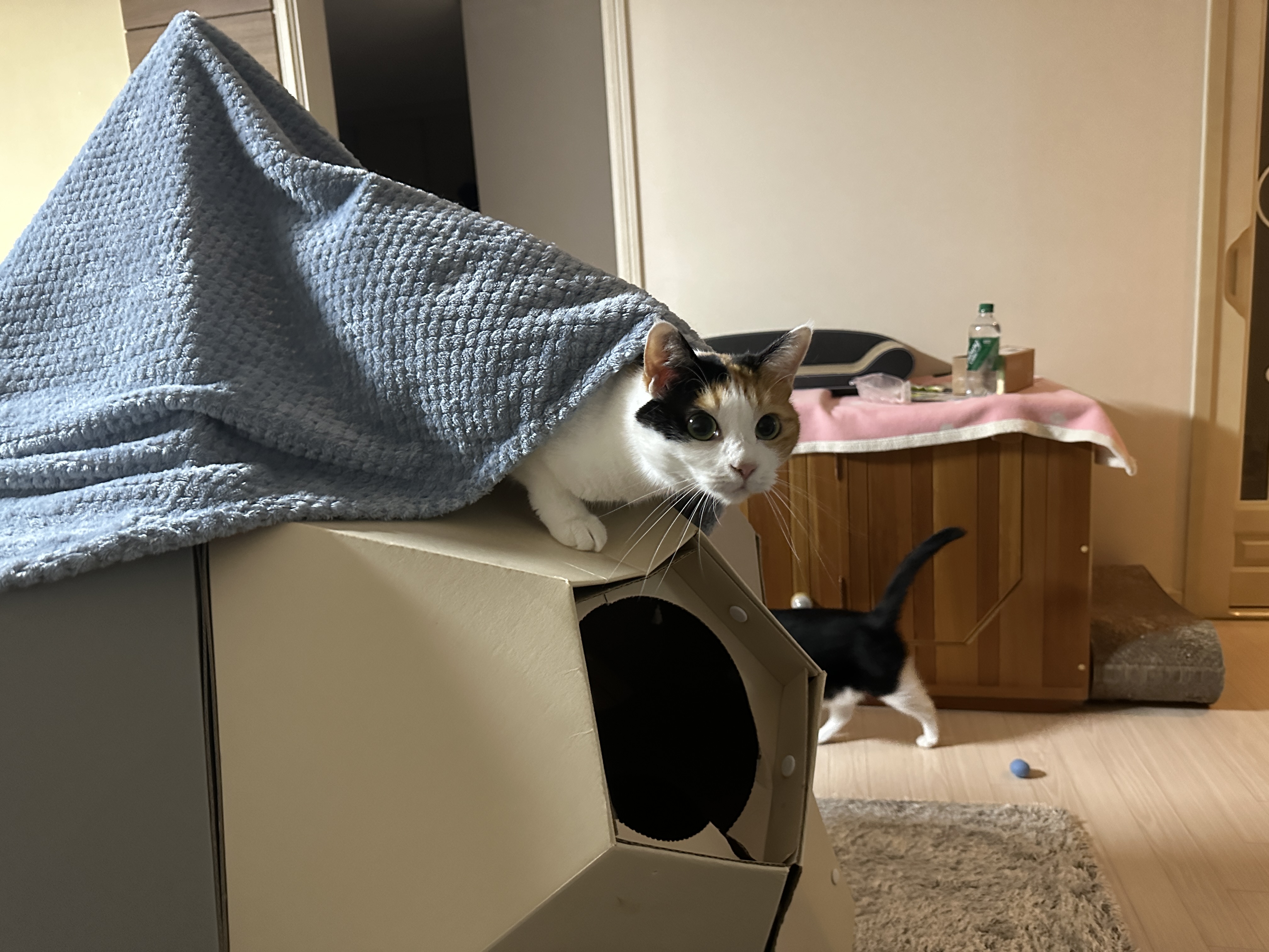 어정쩡하게_서있지만_이쁜_삼색이_고양이_요미