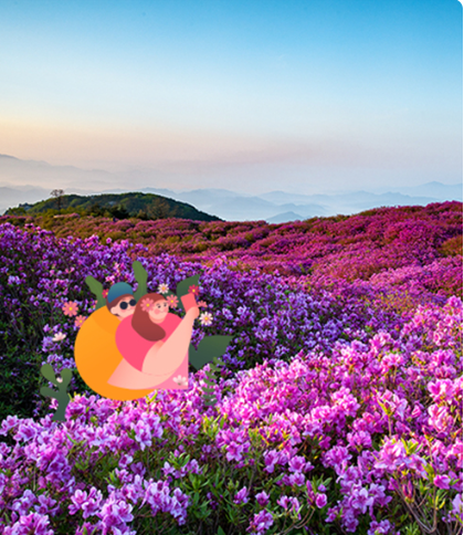 황매산 철쭉 개화상황