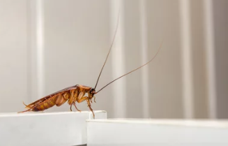 바퀴벌레/출처:어도비스톡
