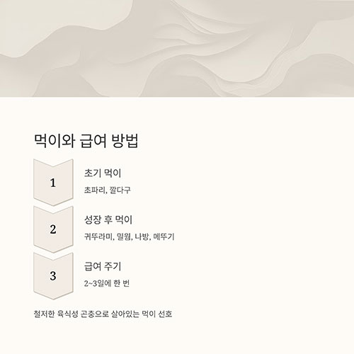 사마귀 먹이와 급여 방법