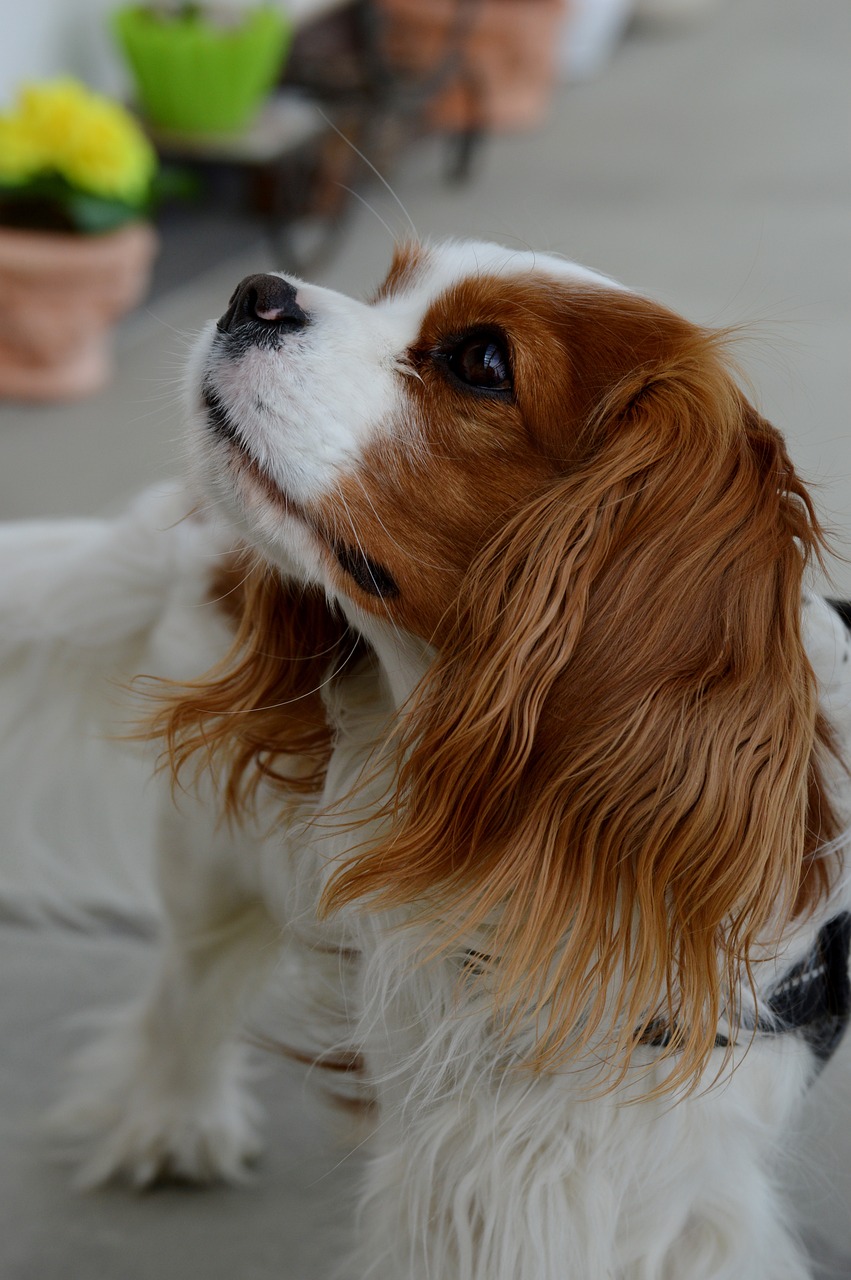 카발리에 킹 찰스 스패니얼(Cavalier King Charles Spaniel)3