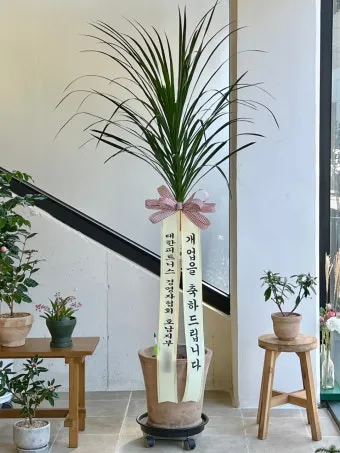 개업 축하 인사 화분 카드 문구 번창 기원 덕담 센스 있게_11