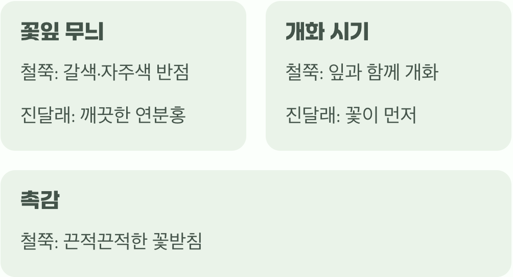 진달래와 헷갈리지 마세요