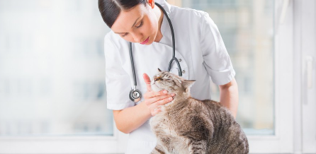 고양이의 입가를 진찰하고 있는 여성 수의사.
