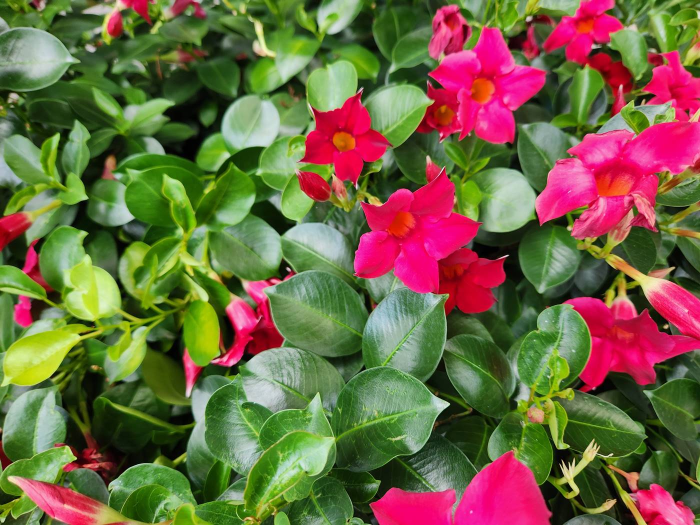 만데빌라 Mandevilla