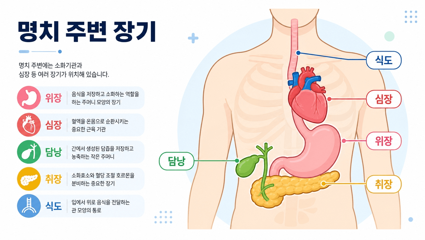 명치 통증 위치별 위장 심장 담낭 췌장 원인 비교