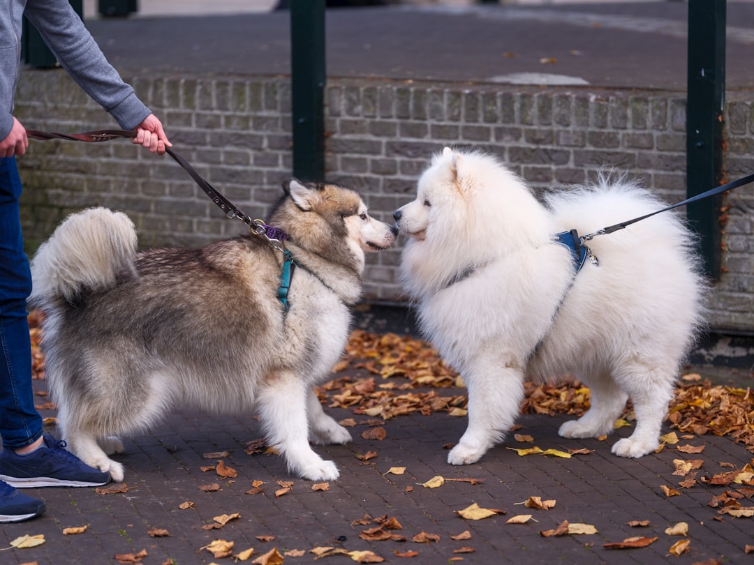 Leash