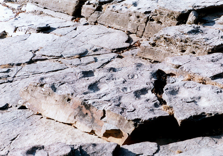 천전리공룡발자국화석