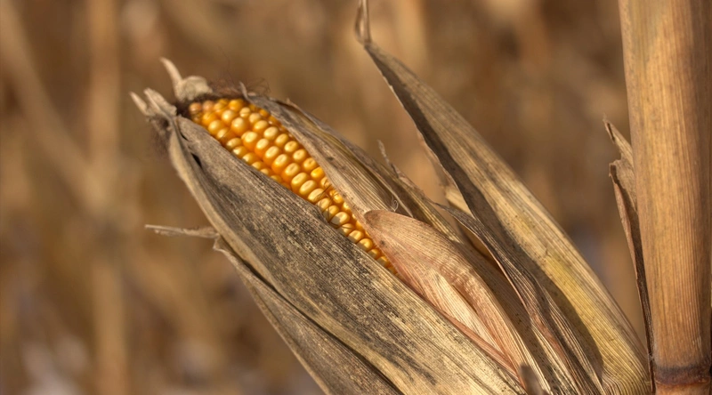 CBT 시험의 효율적인 공부 방법