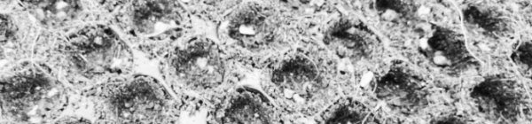 노지 모판 파종 후 옮겨심기