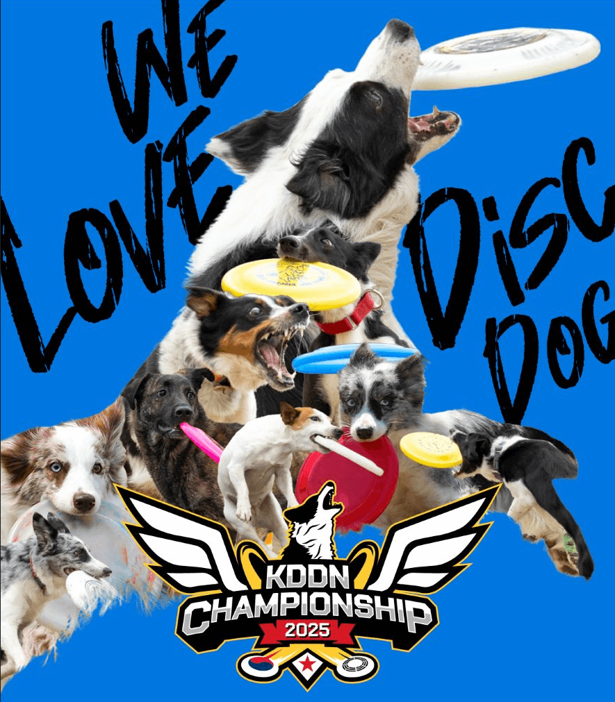 춘천 강아지숲 KDDN 챔피언십 템플릿