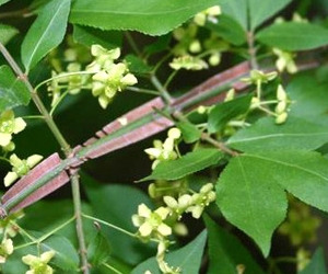 화살나무 04