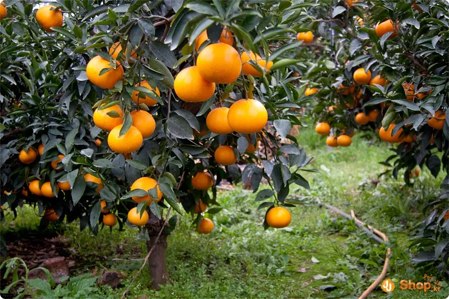 천혜향 재배 가지치기 봉지 씌우기 저장 요령_1