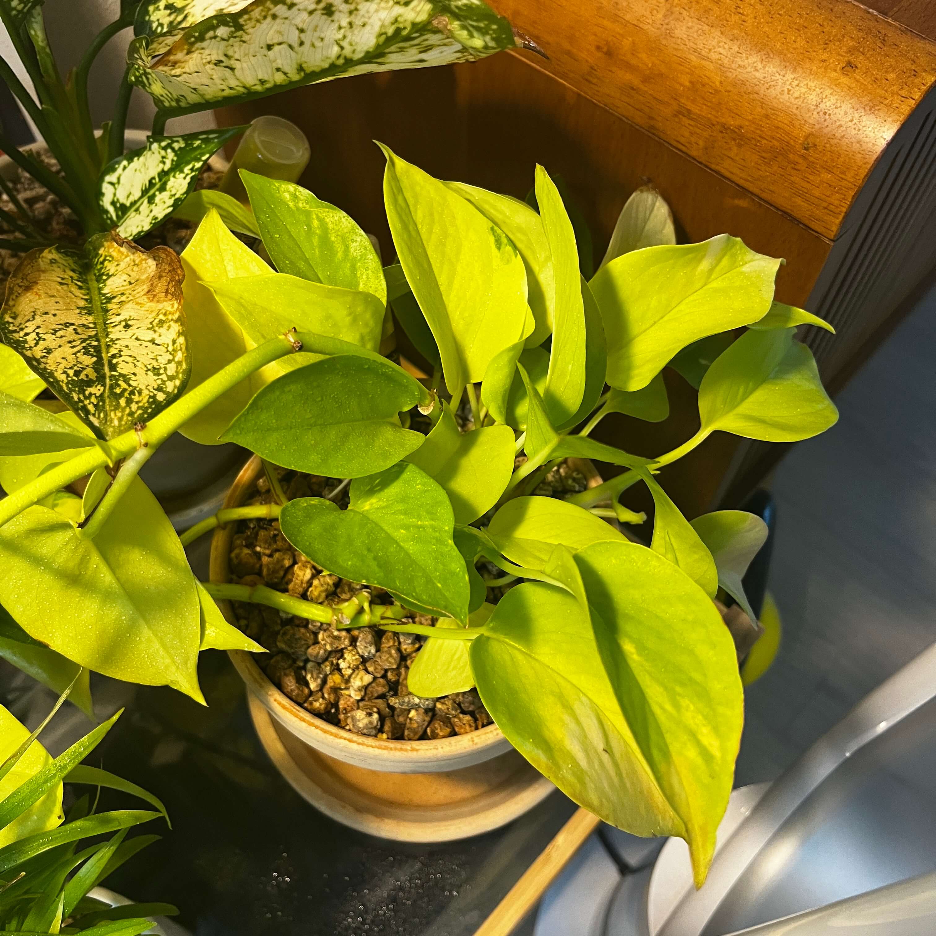 형광 스킨답서스 사진