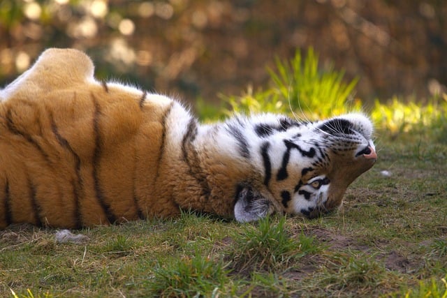 한국 토종 동물인 호랑이의 모습