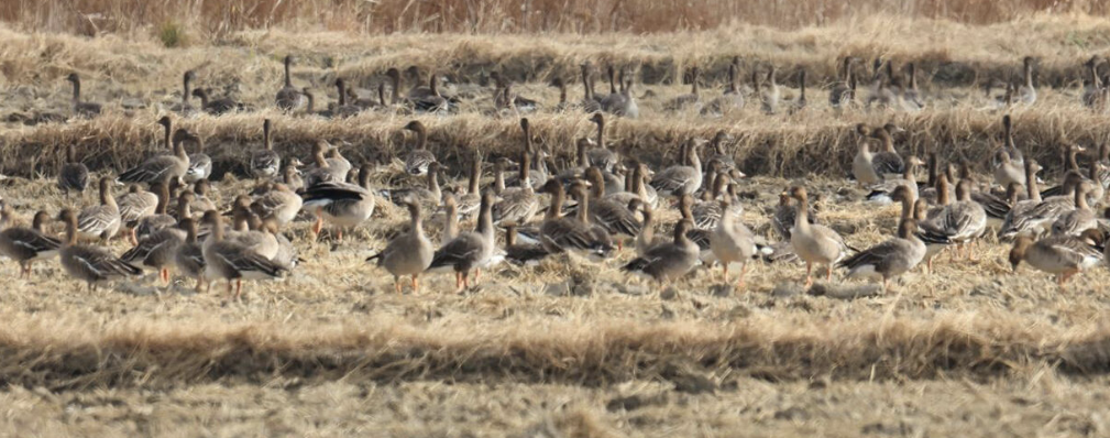 무안 공항 철새 버드스트라이크
