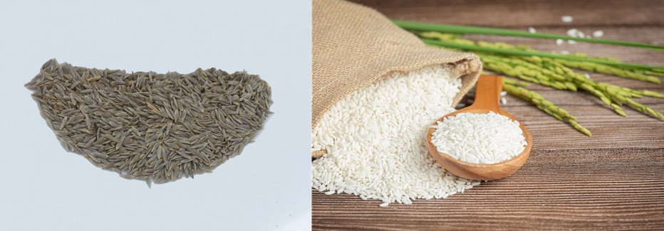 왼쪽은 상추씨를 모아 놓은 사진이고, 오른쪽은 찹쌀을 가득 담은 자루를 쓰러뜨려서 찹쌀이 흘러나오게 하고, 나무 숟가락으로 찹쌀을 가득 담아서 그 위에 놓아두고, 뒤에는 찹쌀 벼를 놓아 둔 사진