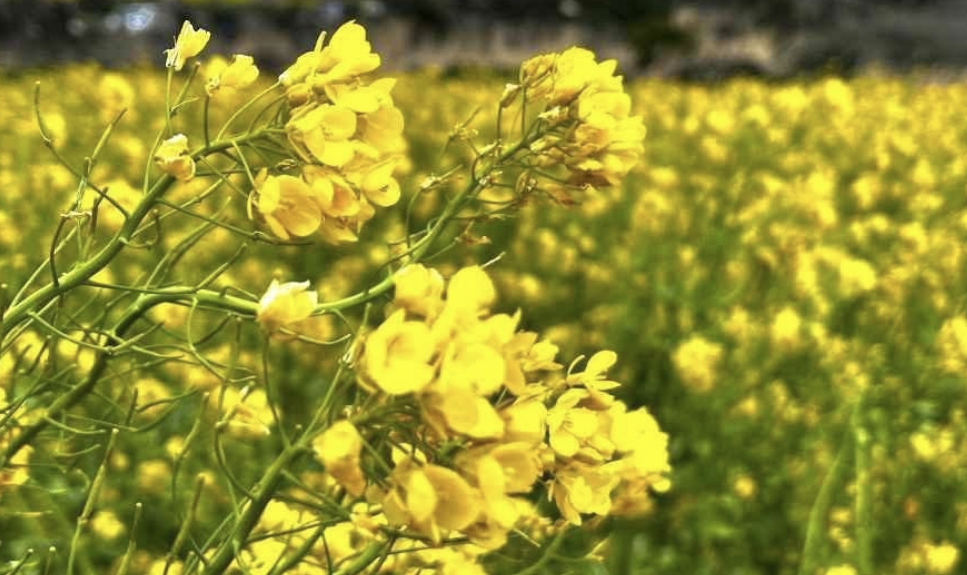 산방산 배경으로 만개한 제주 3월 노란 유채꽃