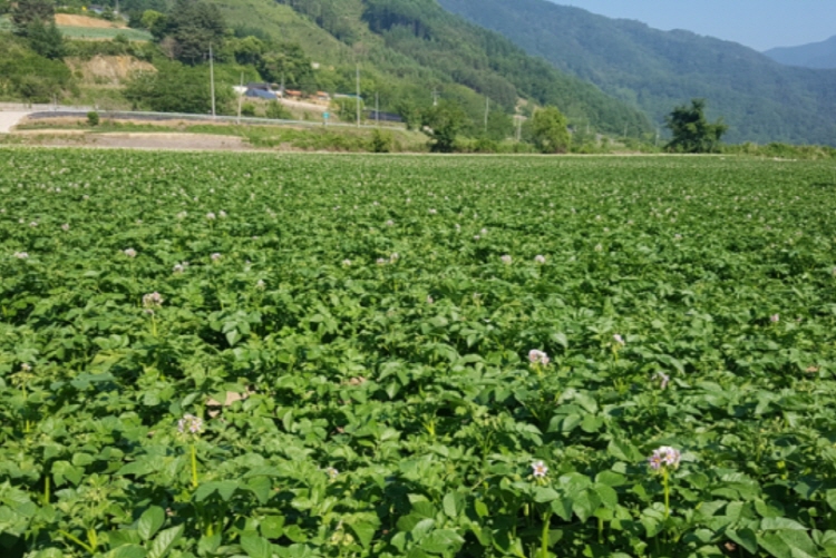 백두대간 트레일