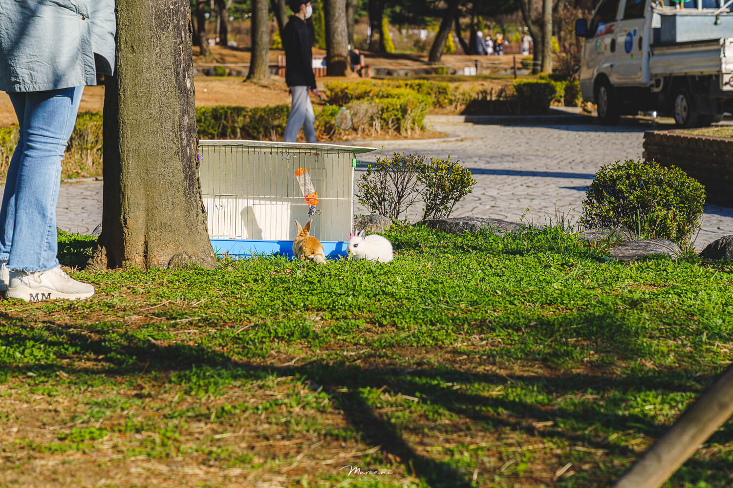 중앙공원 애견운동장