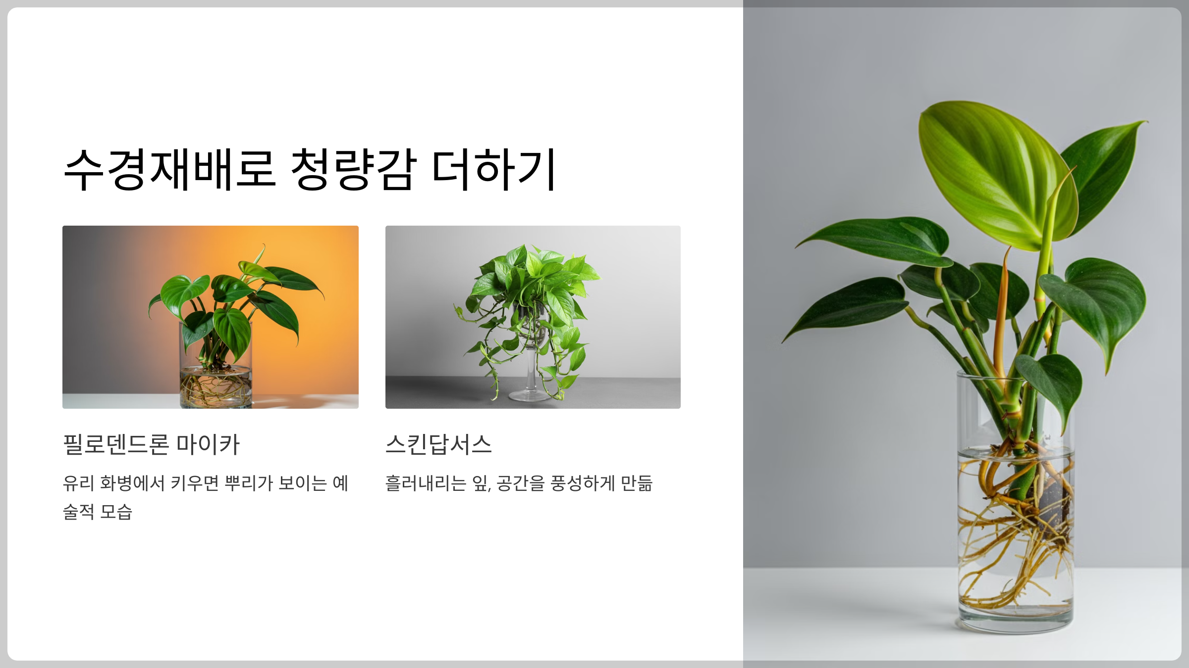 수경재배로 청량감 더하기