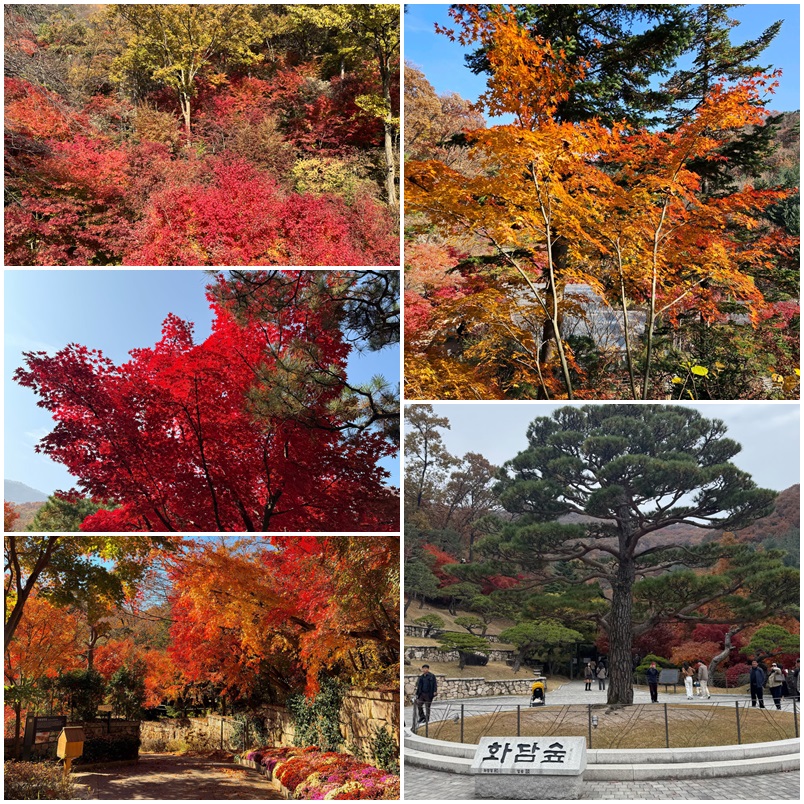 화담숲 단풍