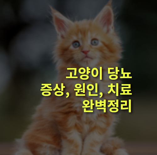 고양이 당뇨 증상과 원인은? 치료법까지 완벽정리.