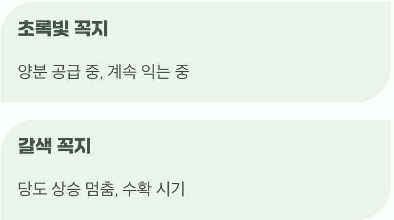 생명줄, 포도알 꼭지를 확인하세요