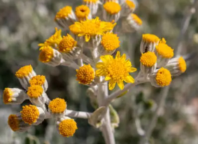 백묘국 
(Dusty Miller) 꽃