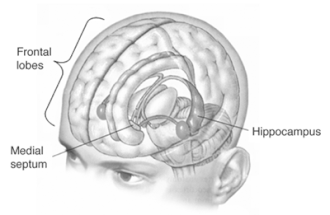 수면 부족이 해마에 미치는 영향 &ndash; 기억력의 적은 &lsquo;잠 부족&rsquo;이다