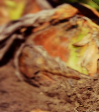 양파 효능 사진13