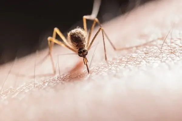 뎅기열 무료검사