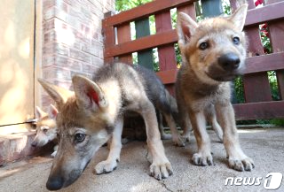 대전 오월드 늑대 늑구 탈출 원인 암컷 드론 생포