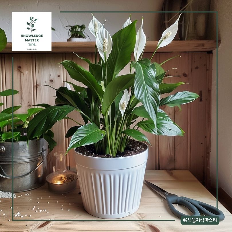 스파티필름 분갈이