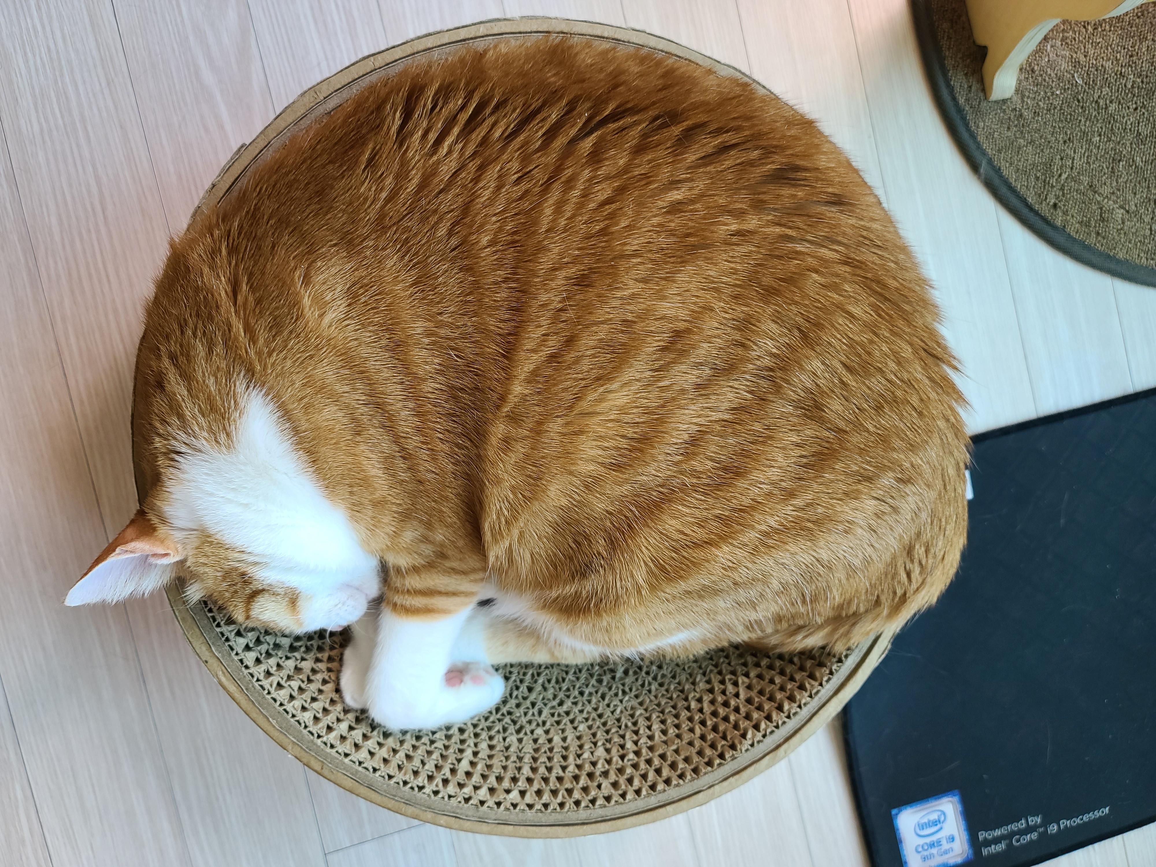 너무 귀여운 치즈냥이 호야. 심약하신 분들 주의! 너무 귀여워 심장에 무리를 줄수 있음.