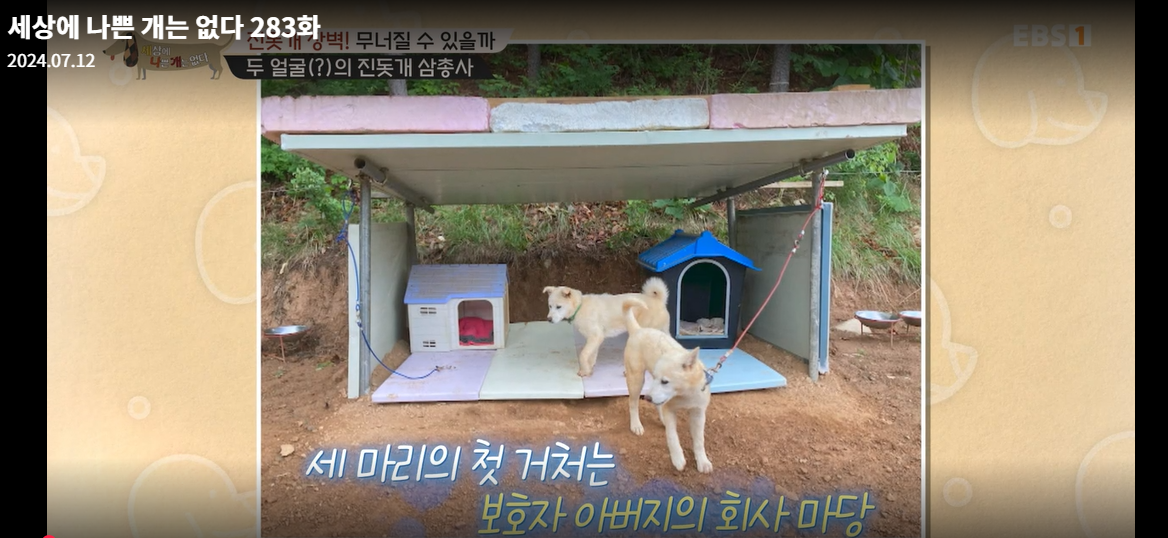 설채현-세상에나쁜개는없다-세나개-283화-진돗개장벽-재방송