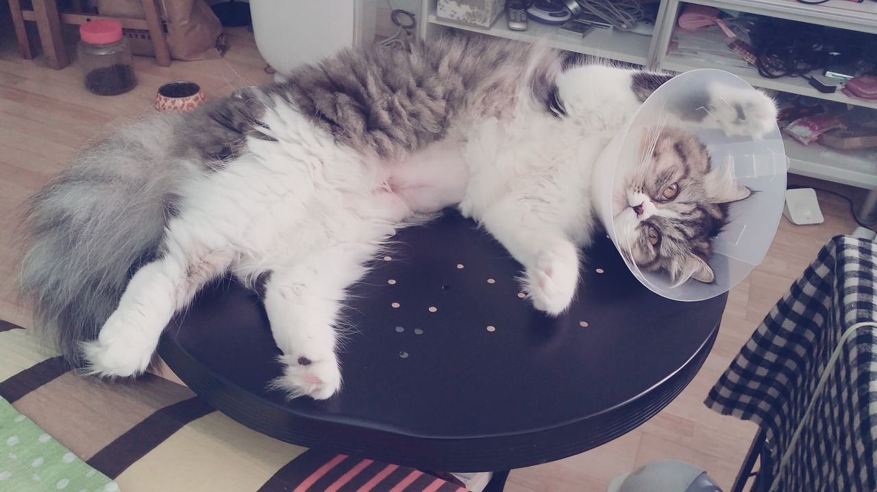 중성화 수술 후 넥카라를 쓰고 테이블에 누워 있는 로제(페르시안 고양이)