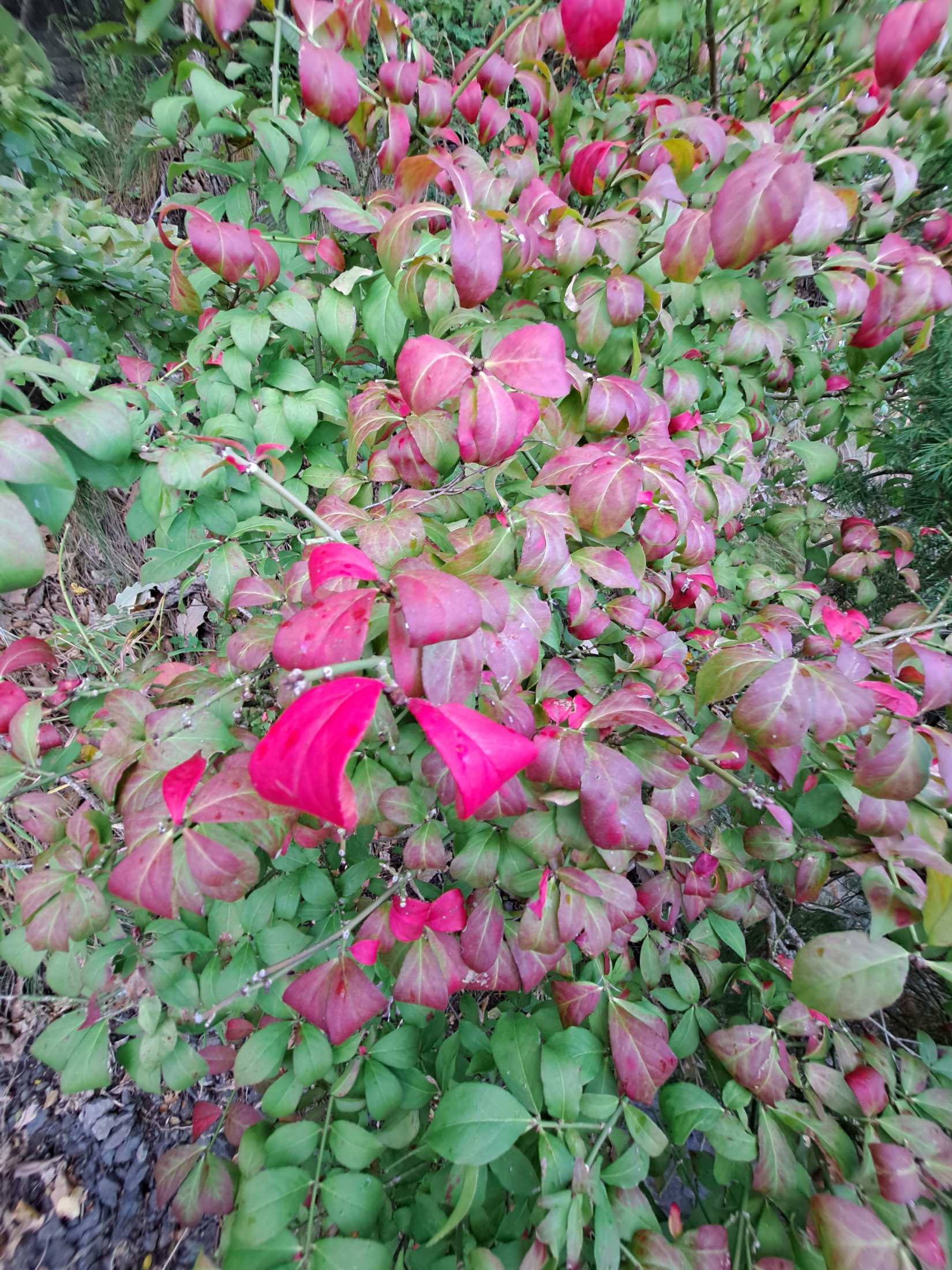 해안산책로 주변에 핀 꽃들