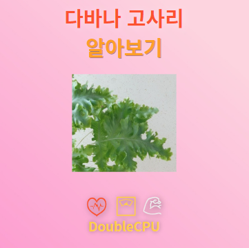 다바나 고사리 꽃말 및 탐구