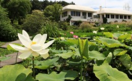 수목원 목련축제(2025) 예약 및 여행코스 관련 사진