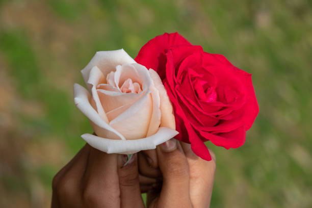 로즈데이란? 사랑을 장미에