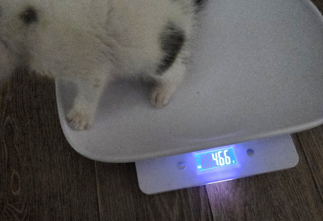 몸무게로 아기 고양이 생후 주수 계산하기