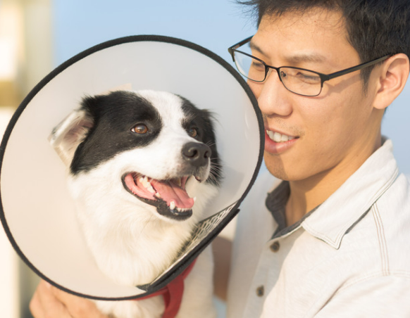 강아지 중성화 수술 시기와 필요한 이유 7가지