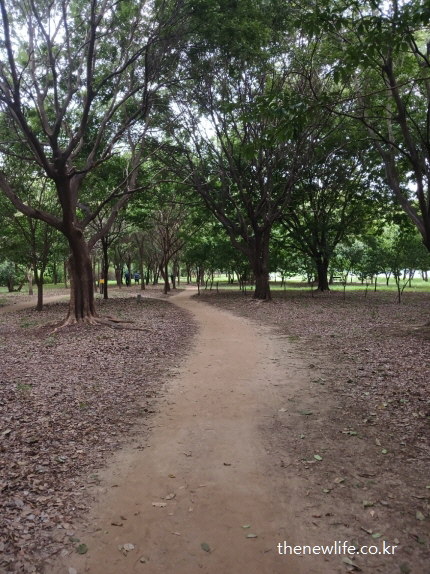 광나루 한강공원 고수부지 숲속 서울 맨발 걷기 좋은 흙길 – 낙엽이 깔린 곡선형 산책길