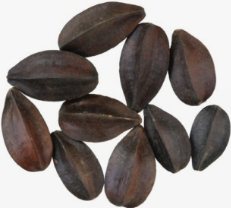 사군자열매-사진7